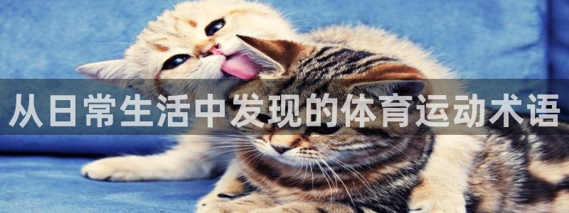 哈哈体育下载：从日常生活中发现的体育运动术语